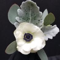 Anemone  Boutonniere