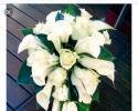 A beautiful all white cascade of calla lilies and roses